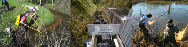 Electroshocking, Weir, Seining